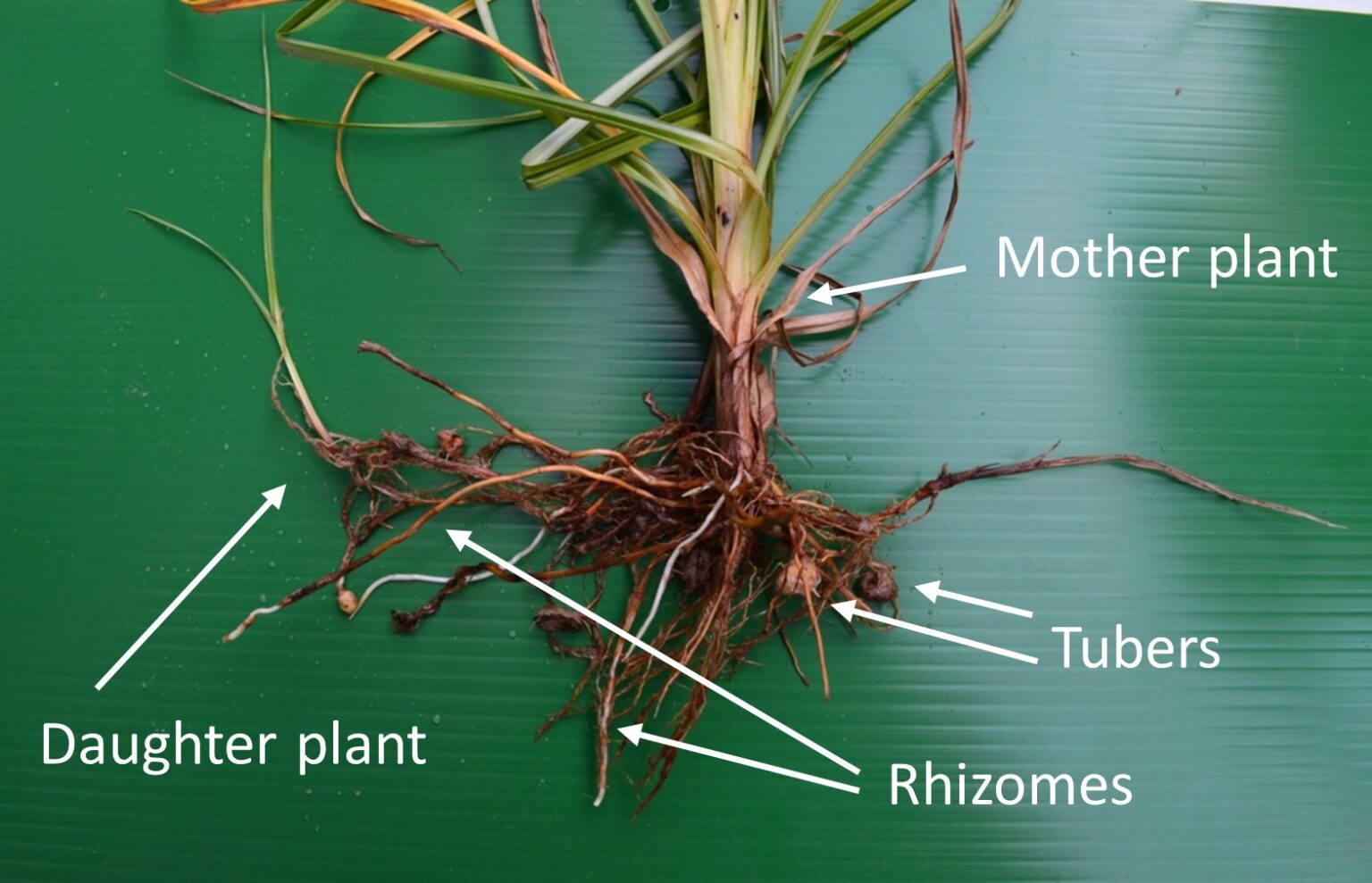 why does pulling nutsedge by hand make it spread worse