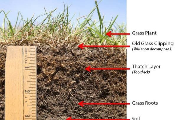 Why Is My Lawn Spongy? Causes and Quick Fixes