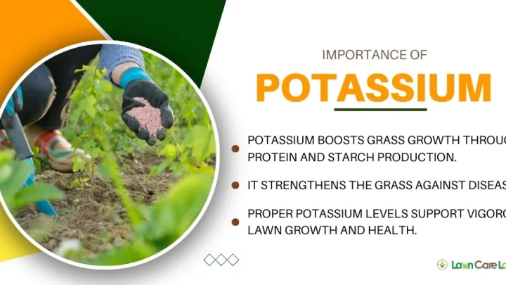 Why Potassium Is Key for Lawn Cold and Drought Resilience