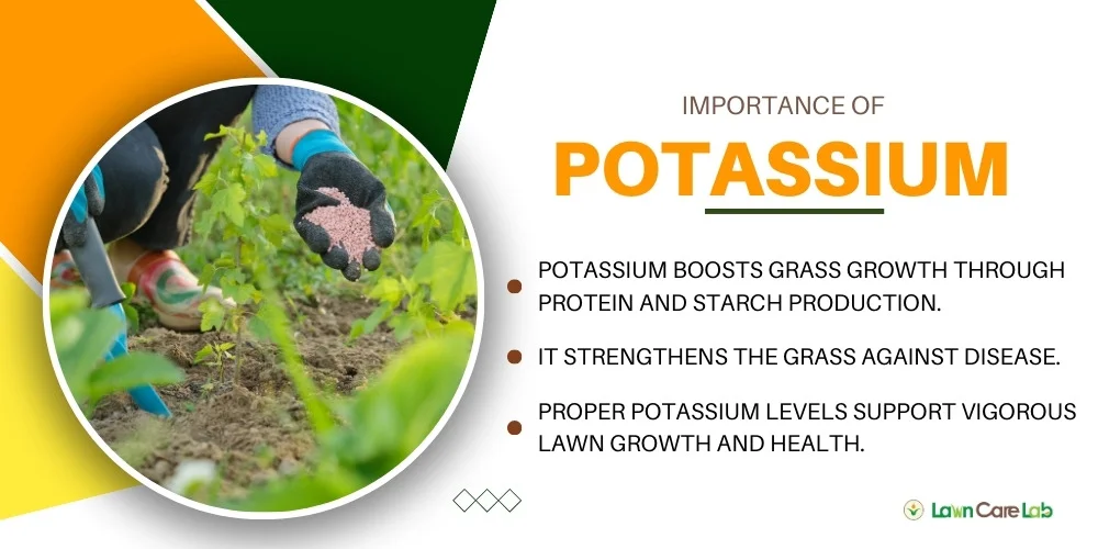 why potassium is essential for lawn cold tolerance and drought