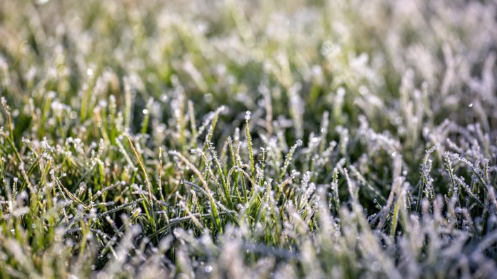 Potassium for Lawns: Boost Cold Tolerance and Drought