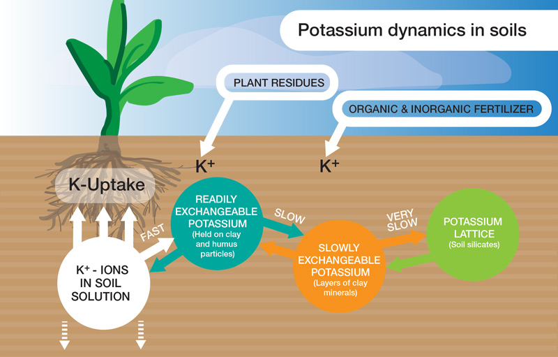 Why Potassium Matters: What That Third Number Actually Does in the Soil