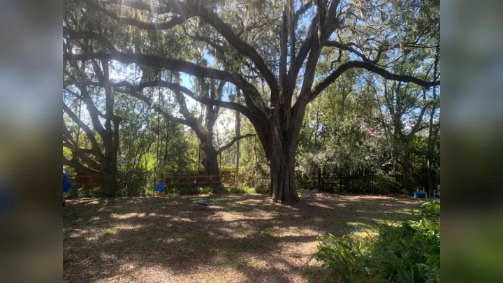 Growing Grass in Heavy Tree Shade: Diagnosis, Alternatives & Soil Care