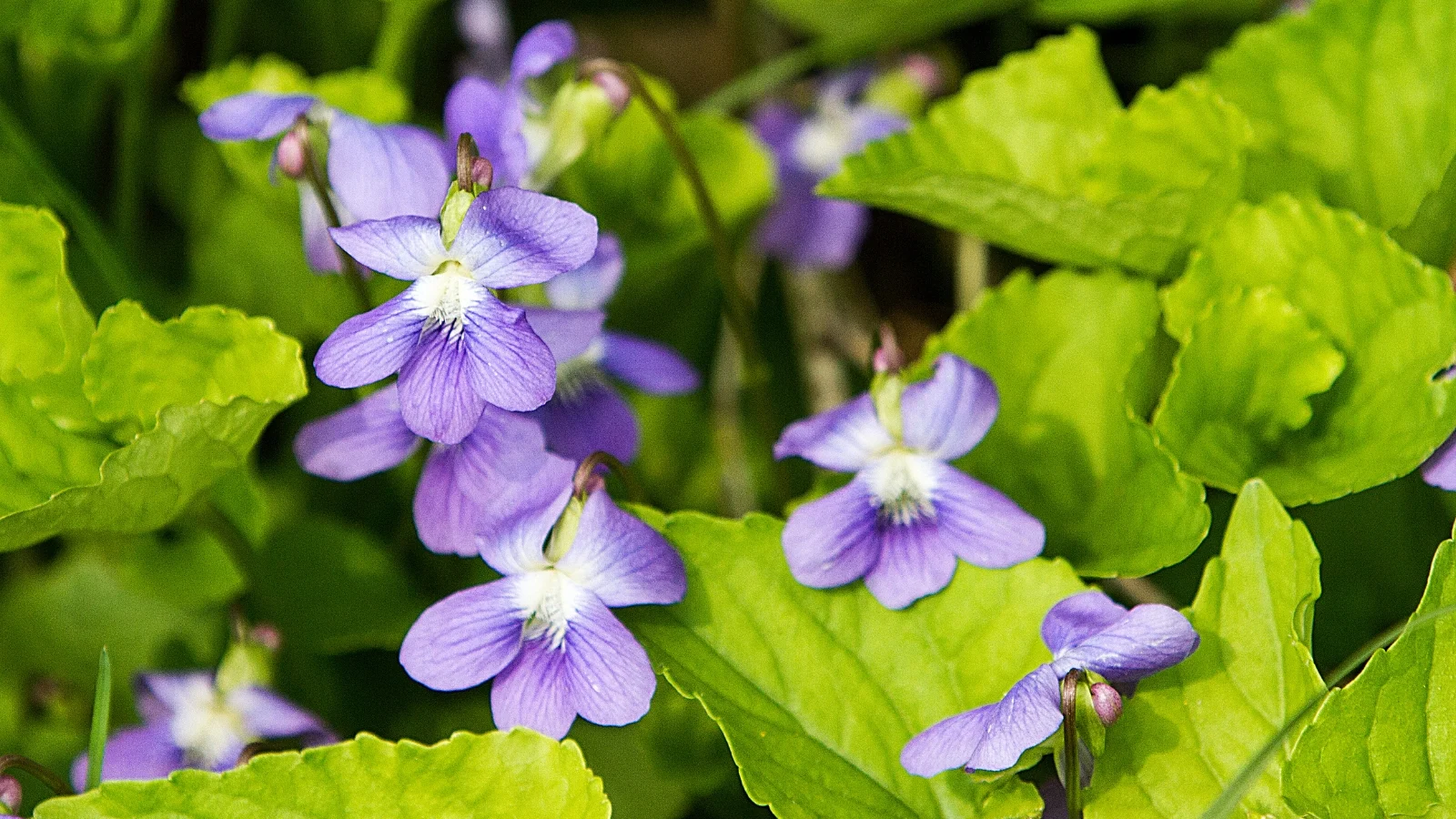 wild violet identification fescue lawn