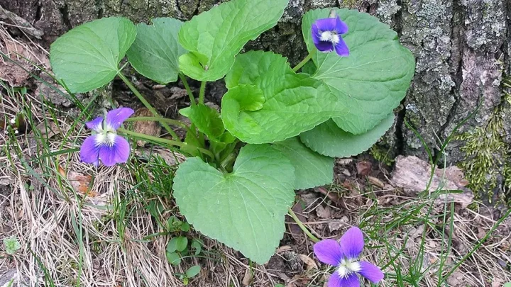 Kill Wild Violets in Fescue Without Killing Your Lawn