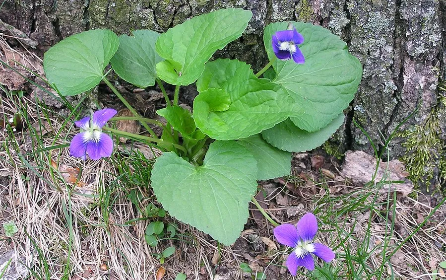 wild violet plant identification