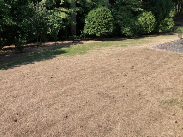 zoysia grass dormant winter brown lawn