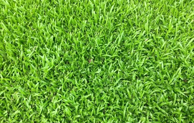 Zoysia Grass for Southern Lawns: Pros and Cons Explained