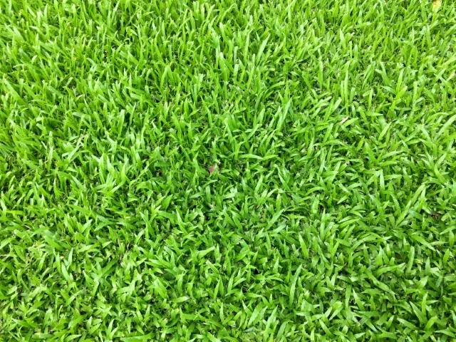 zoysia grass pros and cons for southern lawns
